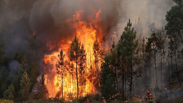 Число жертв лесных пожаров в Португалии выросло до 41 человека