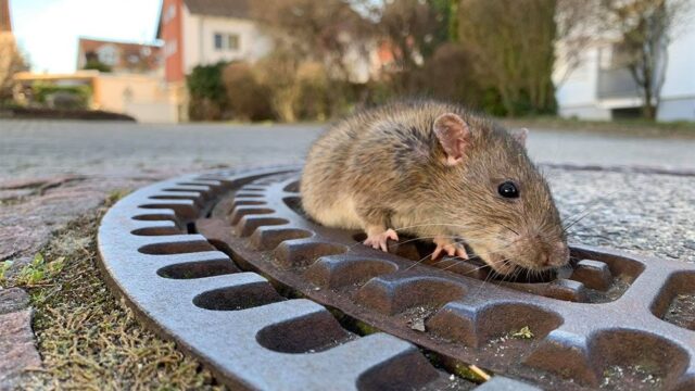 В Германии провели операцию по спасению располневшей крысы, застрявшей в канализационном люке