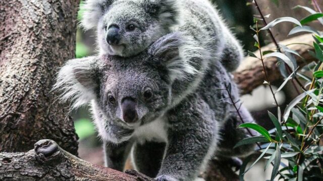 Больше половины коал погибли в заповеднике в Австралии из-за лесного пожара