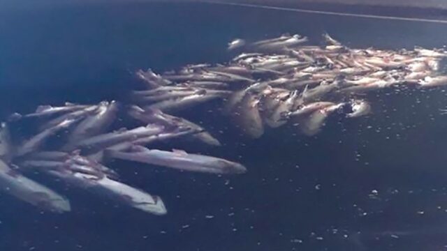 На острове Мэн злоумышленники испортили оборудование на рыбоферме и убили тысячи форелей