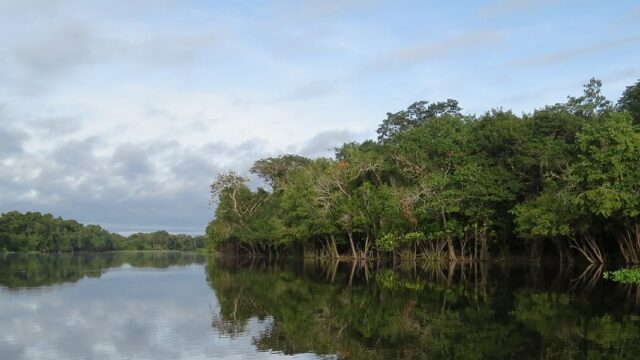 Би-би-си: участки в лесах Амазонии продают на Facebook