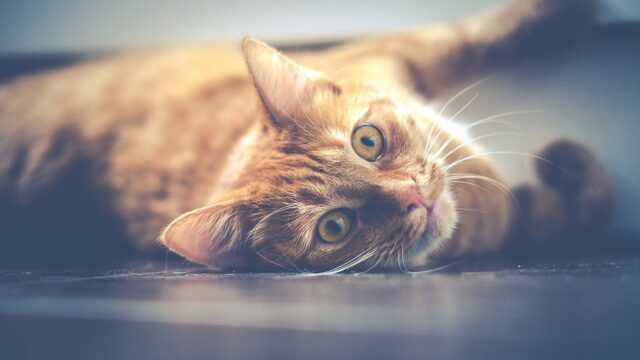 Ученые из США выяснили, что кошки сильно привязываются к хозяевам