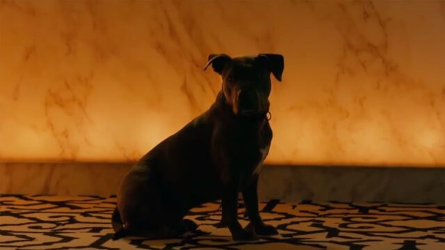 «Хороший мальчик»: ко Дню щенка вышел специальный трейлер «Джона Уика»