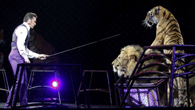 В Словакии вступил в силу запрет на выступления диких животных в цирках