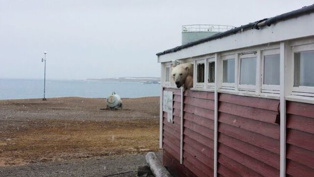 На Шпицбергене белый медведь забрался на склад и не смог выбраться