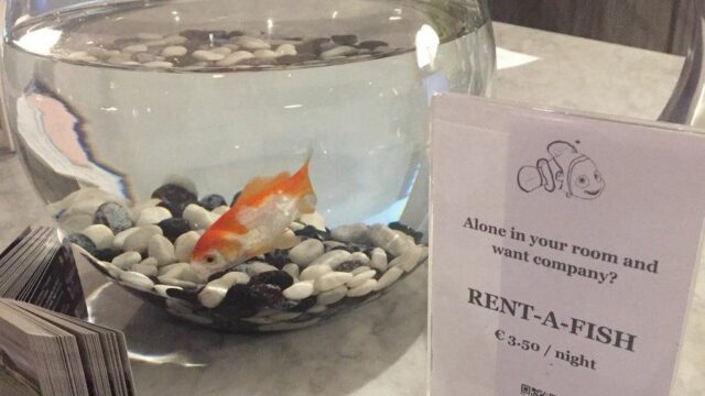 Отель в Бельгии предложил гостям арендовать аквариумную рыбку, чтобы избавиться от одиночества