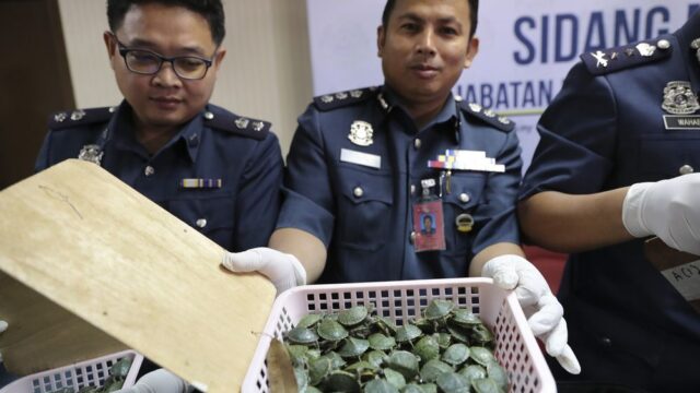 В Малайзии таможенники спасли пять тысяч черепах, которых везли контрабандой