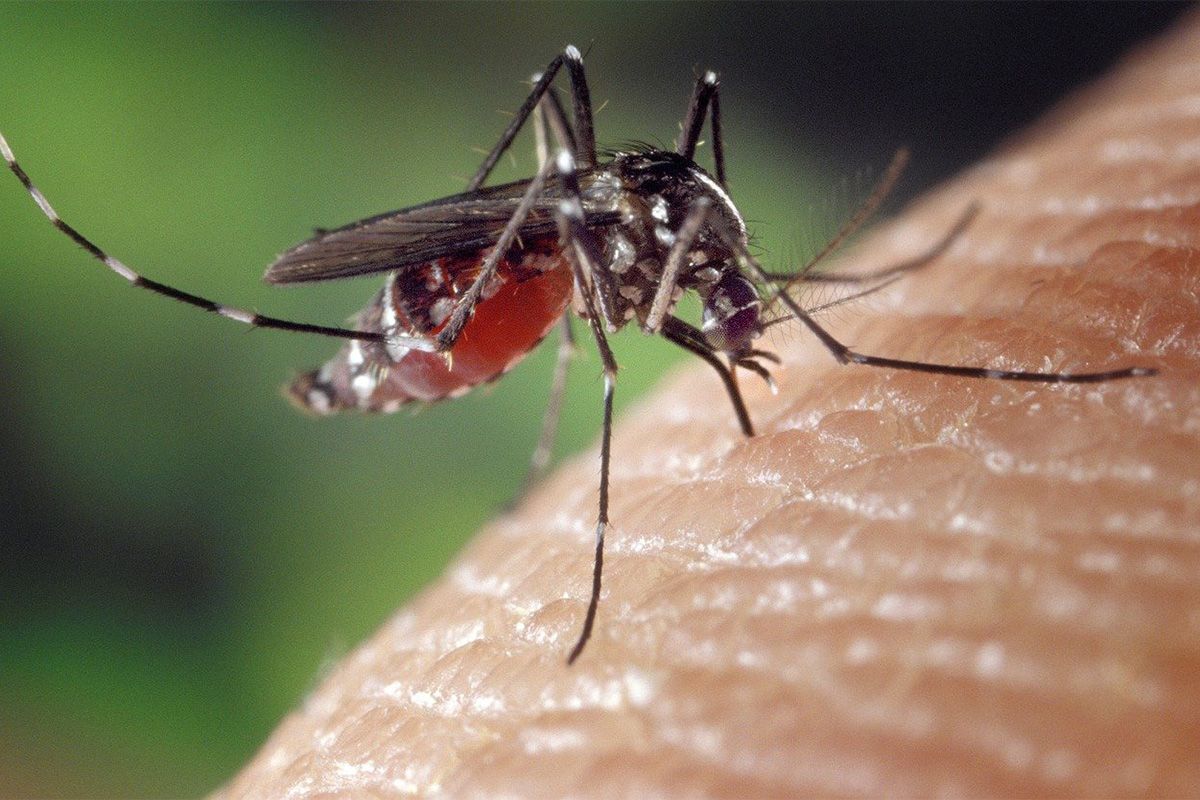 Как ученые «отучили» комаров кусать людей