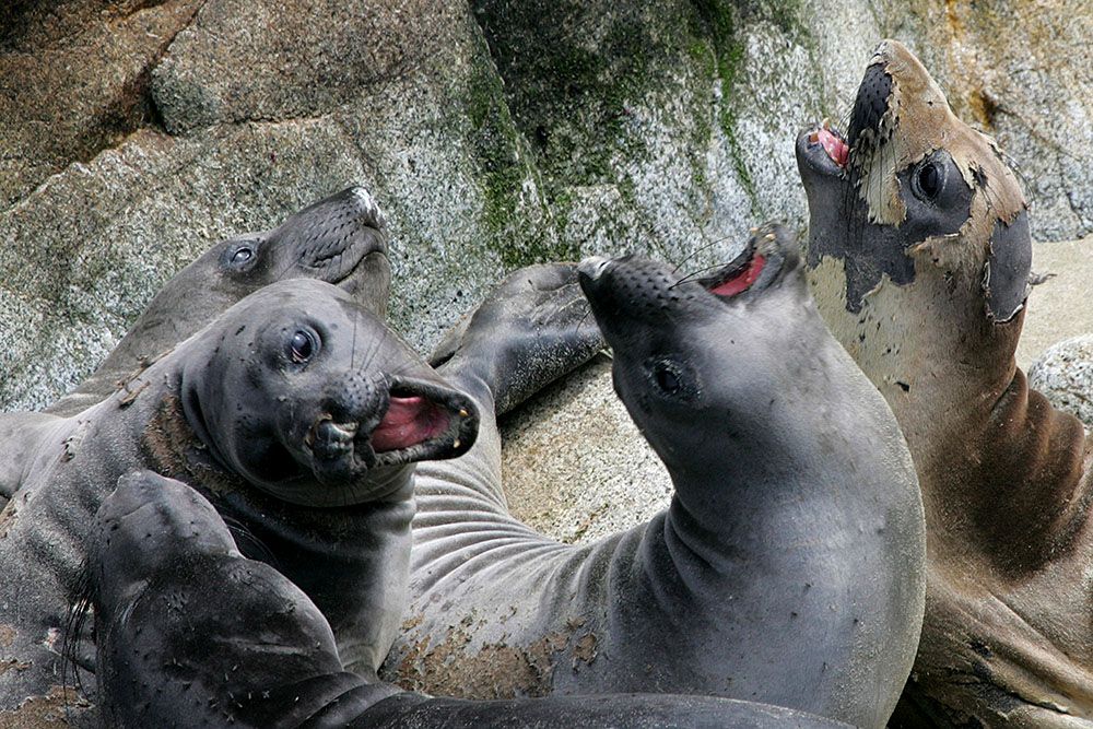 Во время шатдауна туристический пляж в Калифорнии заняла колония тюленей, а теперь они не хотят его покидать