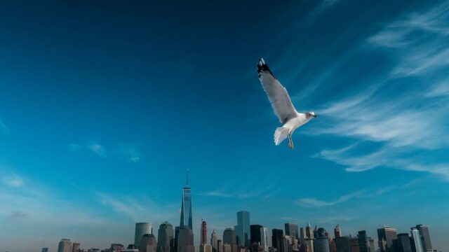 Исследование: небоскребы в США ежегодно становятся причиной гибели 600 млн птиц