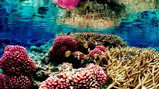 Белизский Барьерный риф исключили из списка объектов Всемирного наследия под угрозой