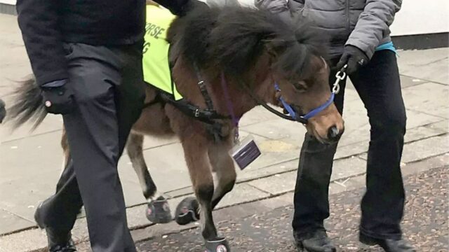 В Великобритании слепому, который боится собак, дали лошадь-поводыря