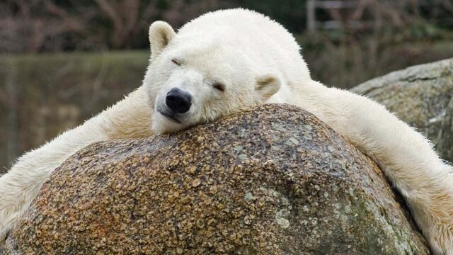 В Берлинском зоопарке умерла старейшая в Европе белая медведица