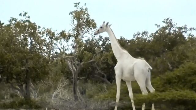 В Кении сняли на видео редких белых жирафов
