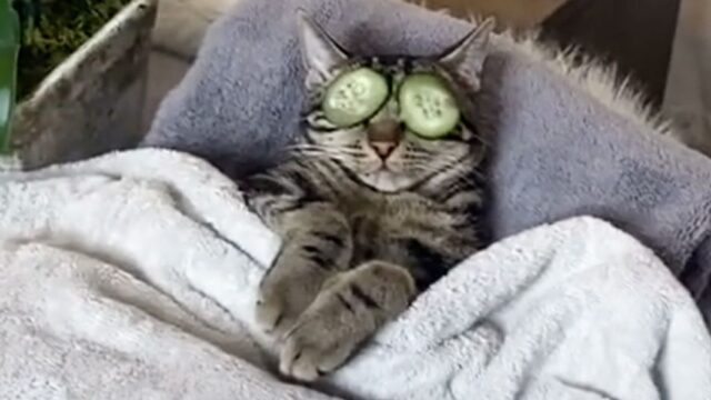 В TikTok 60 миллионов раз посмотрели видео с котом в домашнем спа