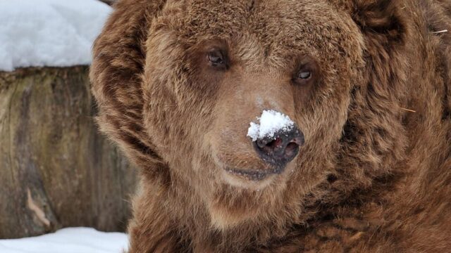 Режиссер «Ангелов Чарли» снимет триллер про медведя, съевшего 30 кг кокаина