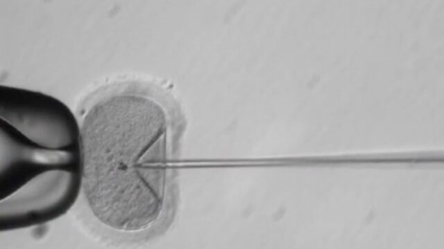 В США впервые успешно отредактировали ДНК человеческого эмбриона
