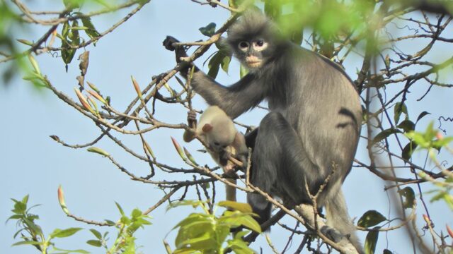 В Азии открыли новый вид обезьян