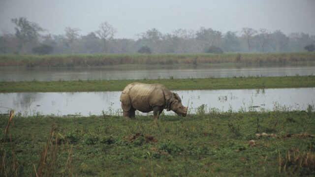 В индийском национальном парке Казиранга начали перепись носорогов