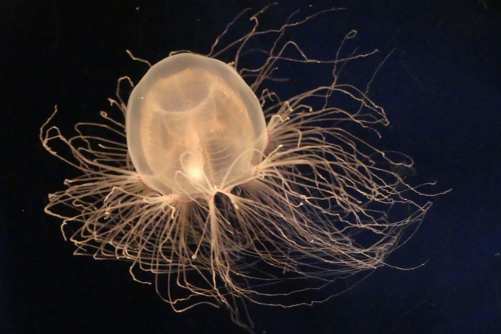 Австралийские ученые вывели антидот от укуса самой ядовитой медузы в мире
