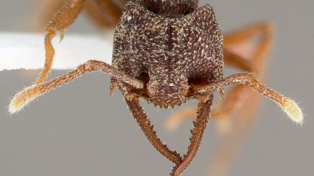 Один из видов тропических муравьев признали самыми быстрыми живыми существами в мире из-за их челюстей