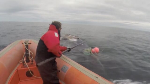 Канадец спас кита из ловушки. А тот его убил