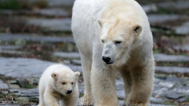 Ученые: белым медведям грозит почти полное исчезновение через 80 лет