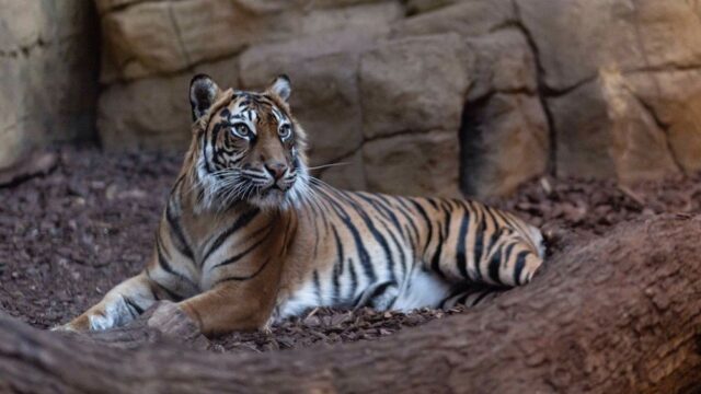 В Лондонском зоопарке самец вымирающего подвида тигров убил самку, которая должна была стать его другом