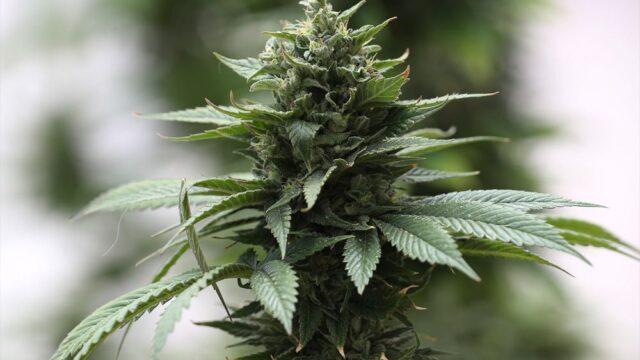 Суд в Италии разрешил выращивать марихуану дома в небольших количествах
