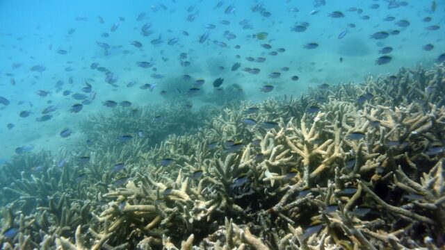 Большой Барьерный риф обесцветился в третий раз за пять лет из‑за глобального потепления