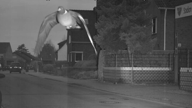 Радар в Германии сфотографировал «голубя-нарушителя», который превысил скорость