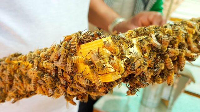 В Австрии садовода приговорили к реальному сроку за убийство пчел