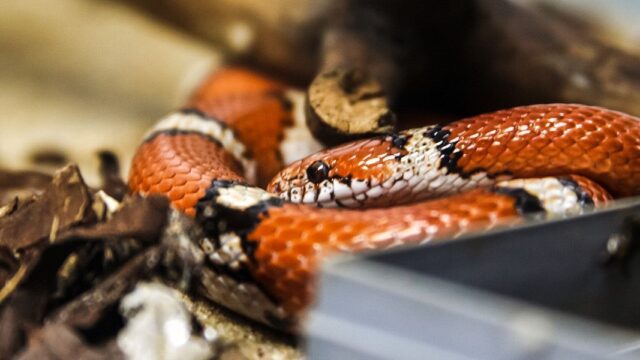Домашний террариум. В США нашли мертвым мужчину, который жил в окружении более 100 змей