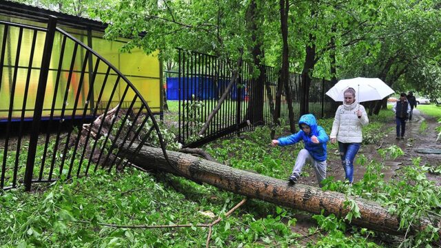 Прокуратура: МЧС не виновато, что не предупредило об урагане в Москве
