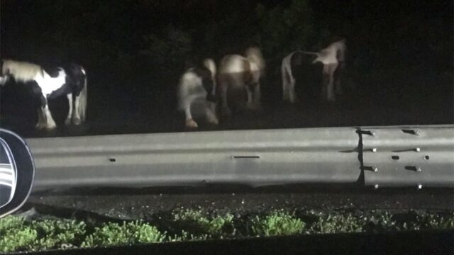В Великобритании сбежавшие лошади на несколько часов заблокировали шоссе