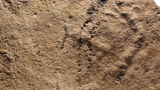 В Китае нашли древнейшие следы животных