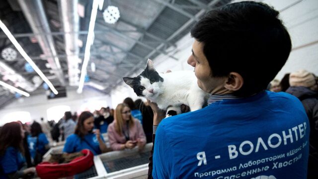 В Москве прошла выставка-раздача бездомных животных: фотогалерея