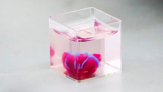 Израильские ученые первые в мире напечатали на 3D-принтере сердце из клеток человека