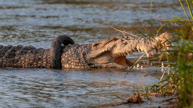 В Индонезии крокодил уже несколько лет живет с шиной на шее. Власти готовы заплатить тому, кто поможет бедняге от нее избавиться