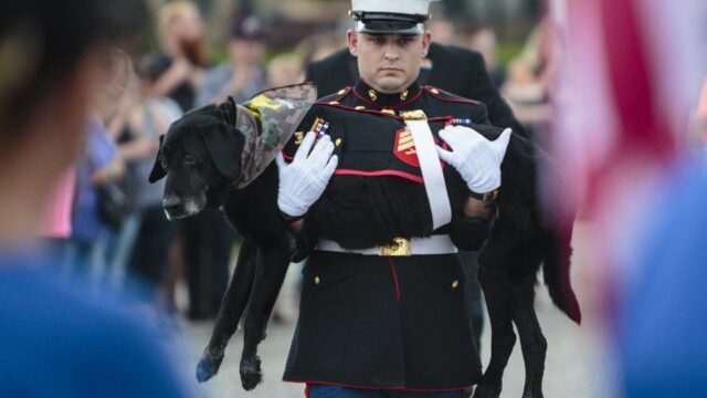 В Мичигане сотни людей простились с собакой-сапером. Она служила в Афганистане