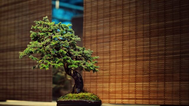 В Японии украли 400-летнее дерево бонсай стоимостью почти $100 тысяч