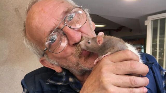 В Австралии бездомный потерял ручную крысу. После кампании в интернете полиция нашла и вернула животное
