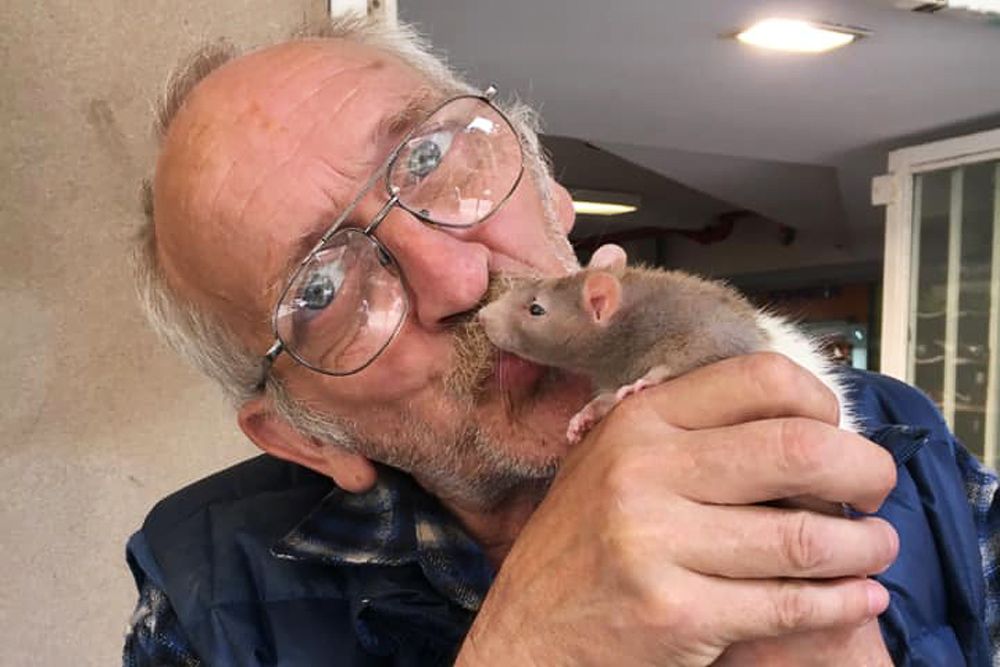 В Австралии бездомный потерял ручную крысу. После кампании в интернете полиция нашла и вернула животное