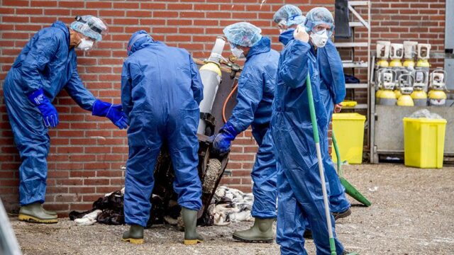 В Европе убили миллион норок из-за вспышек коронавируса на зверофермах