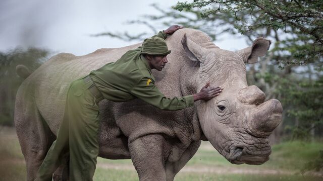 Умер последний в мире самец северного белого носорога