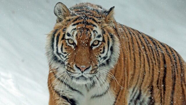 В Якутии впервые за полвека обнаружили следы тигров