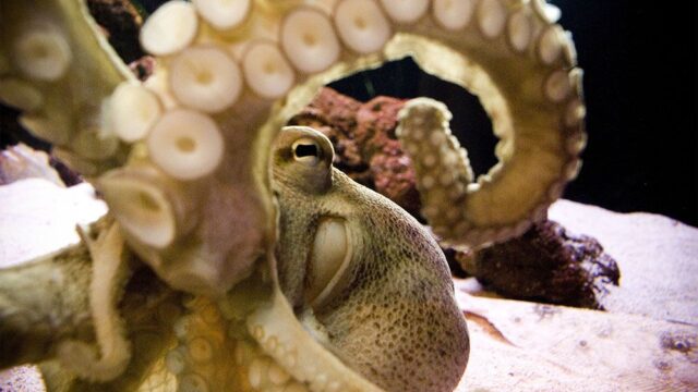 Австралийские биологи нашли подводное поселение осьминогов