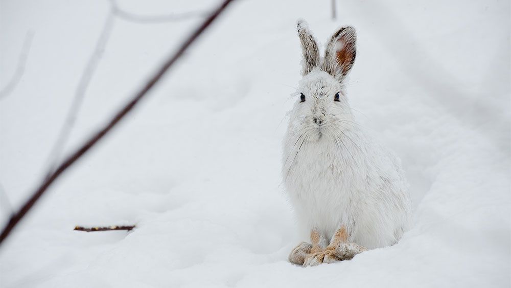 В Канаде впервые удалось снять плотоядных зайцев