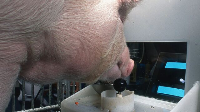 Ученые научили свиней играть в видеоигры с помощью джойстика
