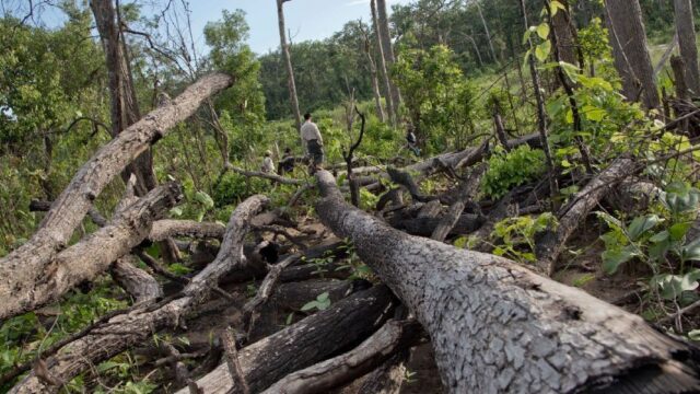 Древние тропические леса в 2020 году сократились на 4,2 млн гектаров